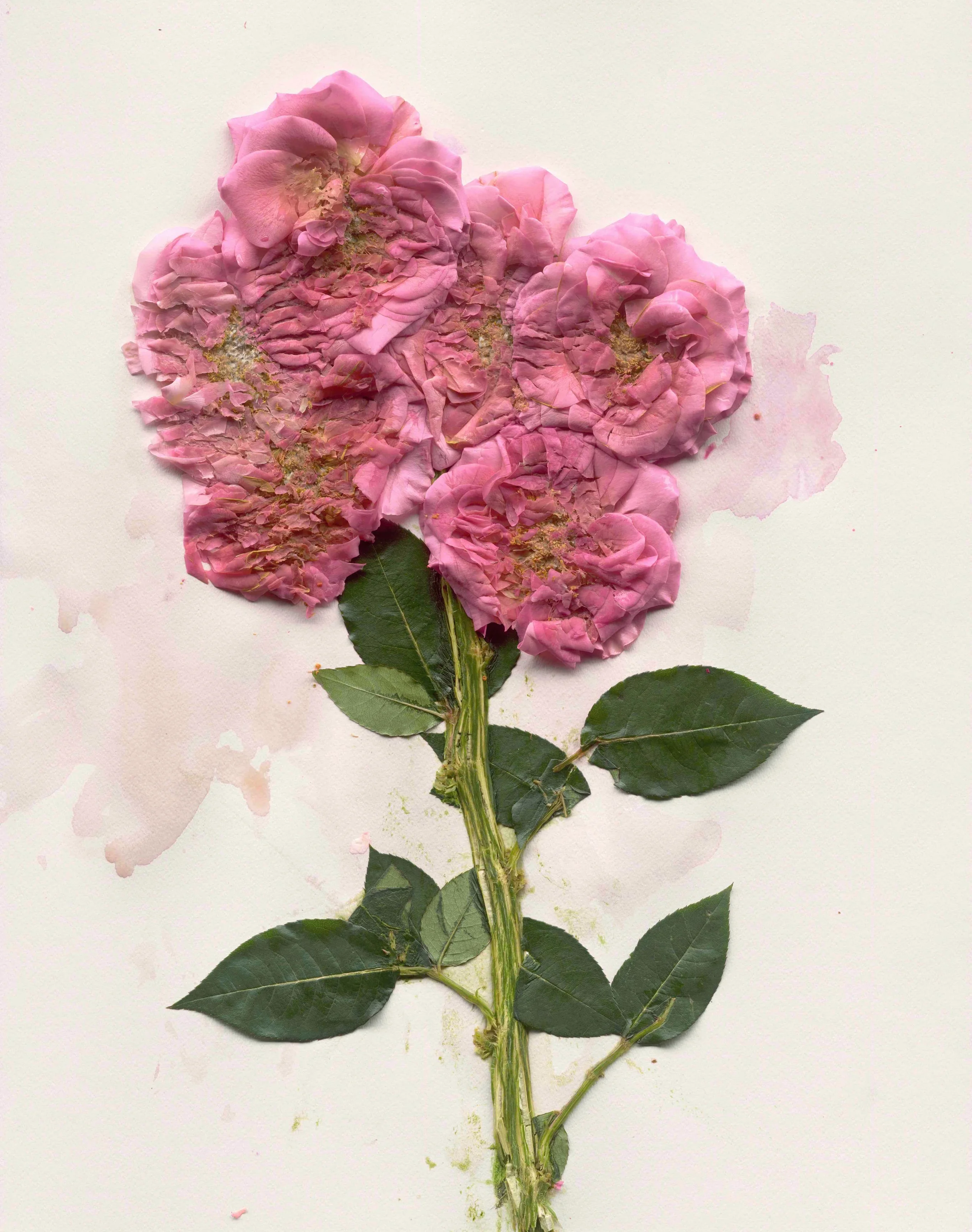Theia, 2021, Pigment print on gesso coated aluminum, 71 x 52 cm
